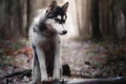 Russia’s pet food market has proven challenging for domestic producers looking to gain a larger foothold against international entities. | annaav.Fotolia.com