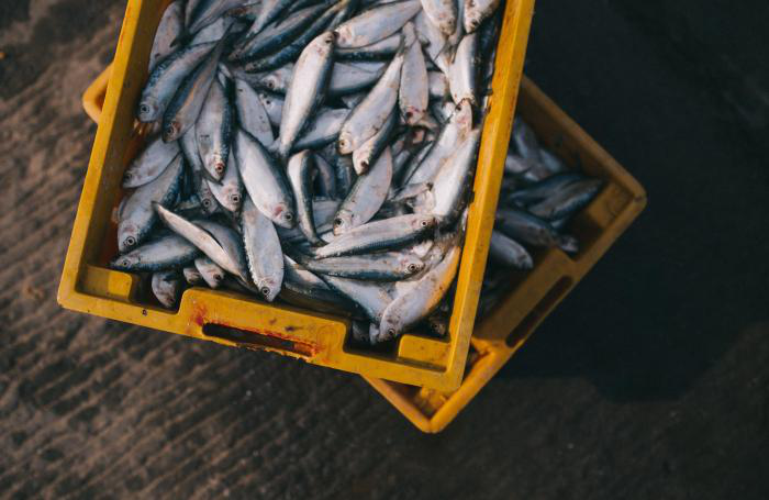 fish-shipping-fishing-boat