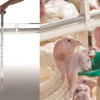 Ziggity Systems Drinker Height Adjustment Sticks