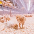 A cage-free flock cannot be successful without proper pullet rearing. | Images and videos courtesy of Big Dutchman: BigDutchmanUSA.com/cagefree