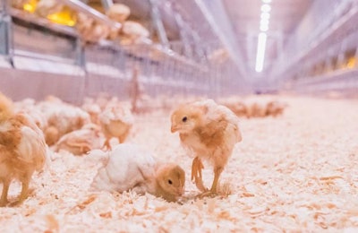 A cage-free flock cannot be successful without proper pullet rearing. | Images and videos courtesy of Big Dutchman: BigDutchmanUSA.com/cagefree