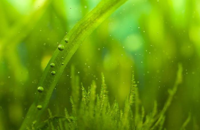 Protein derived from plants like algae may soon play a large role in pet food. | (waldru | Bigstock.com)