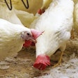 In cage-free systems ventilation is particularly important. | Austin Alonzo