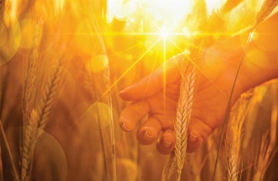 The incorporation of ancient grains could expand taste, nutritional enhancement and marketing opportunities as consumers continue to explore new options for themselves and their pets. | Maksim Pasko.Fotolia.com