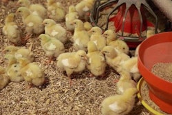 Tyson Foods has launched a new initiative to improve the care of chickens on the farm and at its processing plants. | Tyson Foods