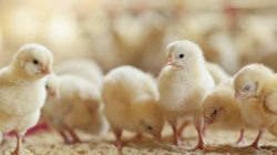 Chr Hansen Galli Pro Fit Probiotic