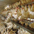 Cage-free hens are free to move around the house, raising questions about how best to stock the house, how to utilize perches, avoid mortality and maintain a high level of food safety | Courtesy Salmet