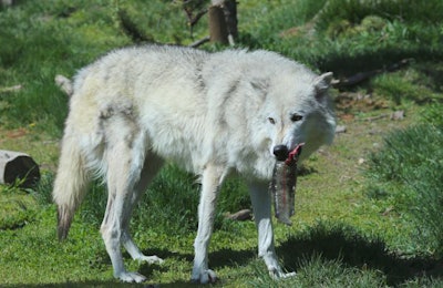 Research shows that through domestication, dogs have evolved away from the mainly carnivorous diet of the wolf. l SBoice, Bigstock.com