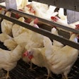 Cage-free hens need considerably more feed than their conventionally raised counterparts, thanks to their increased mobility. | Austin Alonzo