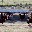 Pet owners may be more willing to pay a premium price for products using meat from animals raised to supposedly higher welfare standards. l Andrea Gantz