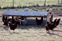 Pet owners may be more willing to pay a premium price for products using meat from animals raised to supposedly higher welfare standards. l Andrea Gantz