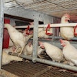 Cage-free egg farming is difficult even for veteran farmers. Learn from others mistakes to make the transition smoother. | Austin Alonzo