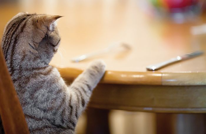 AAFCO is considering third-party verification as an option for human grade claims as it revisits current substantiation methods. | Andreykuzmin, Dreamstime