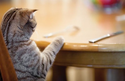 AAFCO is considering third-party verification as an option for human grade claims as it revisits current substantiation methods. | Andreykuzmin, Dreamstime