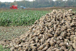 Sugar beets are a prime example of a human staple that produces both wet and dry feed ingredients of the highest value, yet one that remains undervalued globally. | Wessel Cirkel, Dreamstime