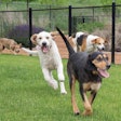 Mark Johnson, regional president of Pet Nutrition North America for Mars Petcare, believes the environment today is the most dynamic he’s ever experienced, and that is impacting how Mars does business. | Courtesy Mars Petcare