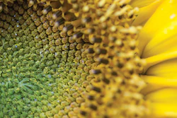 Spinkle, iStock