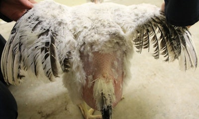 Los aditivos de lignocelulosa pueden ayudar a combatir la calidad deficiente del emplume y mejorar el bienestar animal de las aves. | Foto de Agromed Austria GmbH