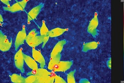 Shown is an infrared photo of hens in the litter area prior to it being sprayed with electrolyzed water. Blue is the coolest color, followed by green, yellow, orange and red, which is the hottest. | Egg Industry Center, Iowa State University