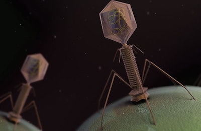 As agriculture looks to reduce antibiotic use, bacteriophages could be used to prevent and treat bacterial infections in animals and humans. | gaetan Stoffel, iStock.com