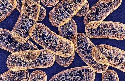 Better mitochondrial function, including less mitochondrial reactive oxygen species (ROS) production and less protein oxidation, influences higher feed efficiency in broilers. | wir0man, iStock.com