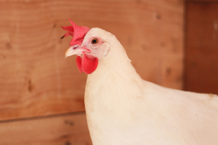 Foto de Andrea Gantz