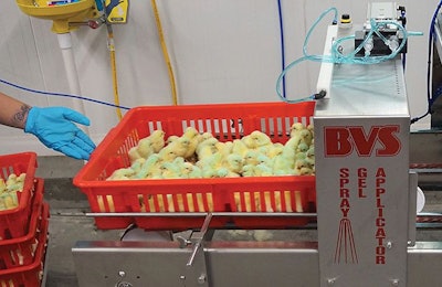 Gel or spray vaccination in the hatchery should give the chicks an even application of vaccine to properly inoculate them from diseases. | Photo by Austin Alonzo