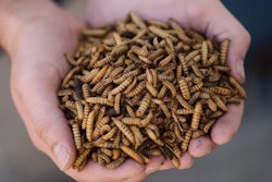 Dried black soldier fly larvae (Photo courtesy of EnviroFlight)