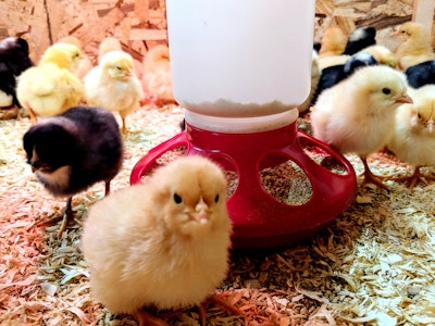 chicks