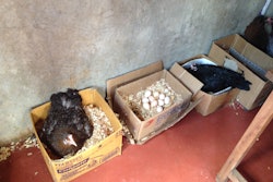 Smallholder farmers, keeping only a few animals, produce up to 80 percent of the food consumed in Asia and Africa. | Vincent Guyonnet