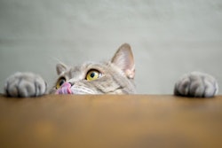 Grain-free pet food has become a staple in premium pet food formulations, leading to the need to be more creative within a crowded segment. | 101cats, iStock.com