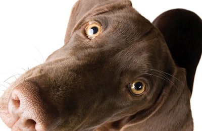 (Photprint | iStock.com)