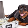 The Rottweiler was the most searched for dog breed in 34 countries in 2020. (denisfilm | Bigstock.com)