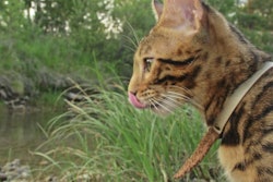 (ivandan | Bigstock.com)