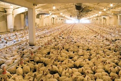 One company, Mazen Animal Health Inc., has developed a way to administer vaccines directly through feed. | lilai | BigStockPhoto.com