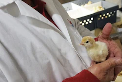 Michael Iseman, hatchery manager for Select Genetics, inspects a pullet. | Photo by Austin Alonzo