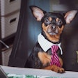 (Wildstrawberry | BigStock.com)