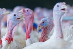 (kolesnikov, Bigstock)