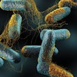 Researchers study how bacteriophages could be used as antibacterial agents against Clostridia perfringens. (decade3d | iStock.com)