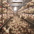 Recently, an Iowa egg producer constructed a unique two-story, cage-free house for 540,000 hens. (Deven King)