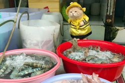 Chó, the cat whose name means 'dog' in English, is the face for Vietnam's burgeoning market for pet ownership. He is an Instagram star whose day job is to sell fish at a public market. | Courtesy Cho's Instagram @dog1501