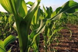 1103FMcorn-hpi