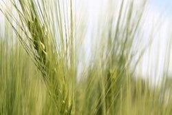 Wheat