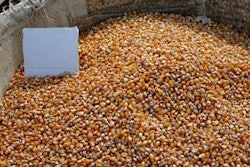 1105FIsouthafricayellowcorn