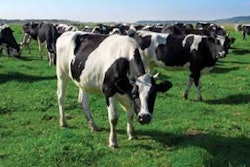 1105FMcovercows