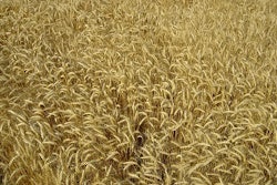 9ec4005b9fd4f3be9b27d770a4bccc2f_clientImage_300x225_medium_original_1