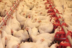 AGP-alternatives-in-poultry-production-1605AGPs1