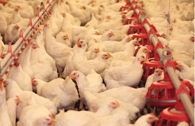 AGP-alternatives-in-poultry-production-1605AGPs1