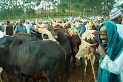 African-cattle-market-1408FIAfrica1