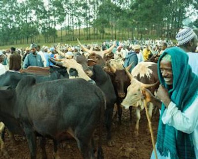 African-cattle-market-1408FIAfrica1